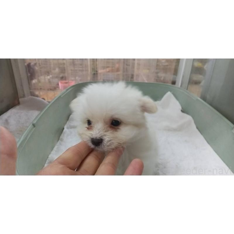 販売中の愛知県のポメマル:ポメラニアン×マルチーズ-409836の3枚目
