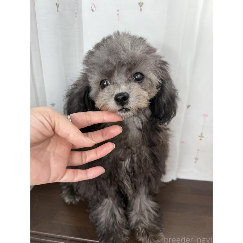 販売中の大阪府のタイニープードル-403986の7枚目