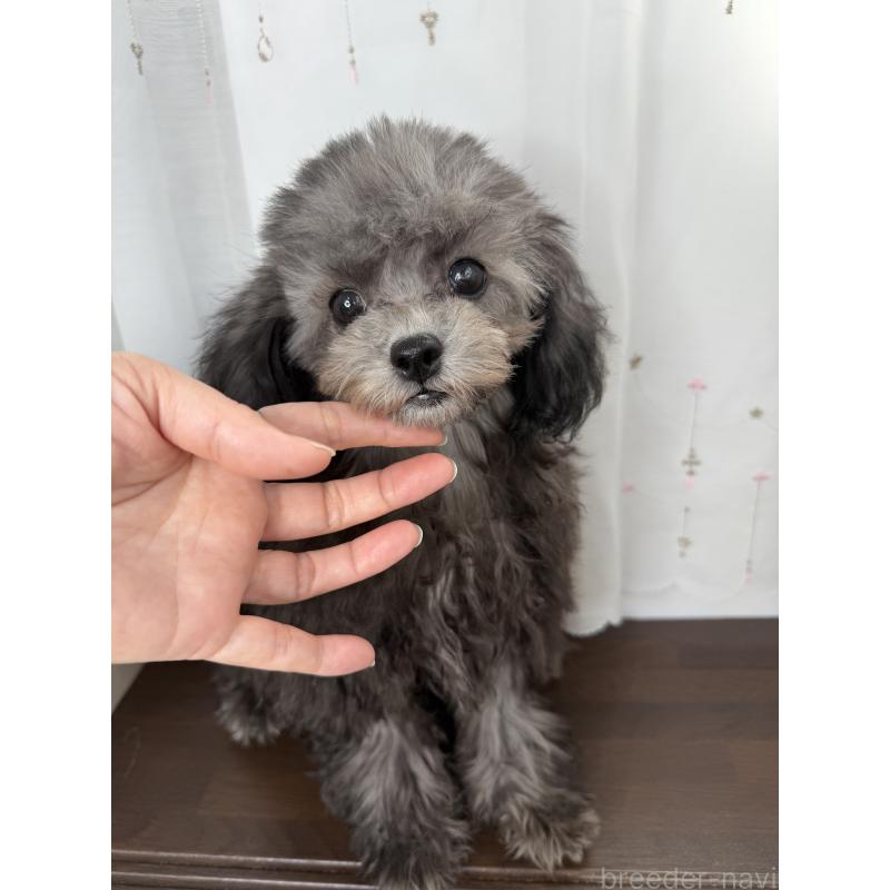 販売中の大阪府のタイニープードル-403986の6枚目