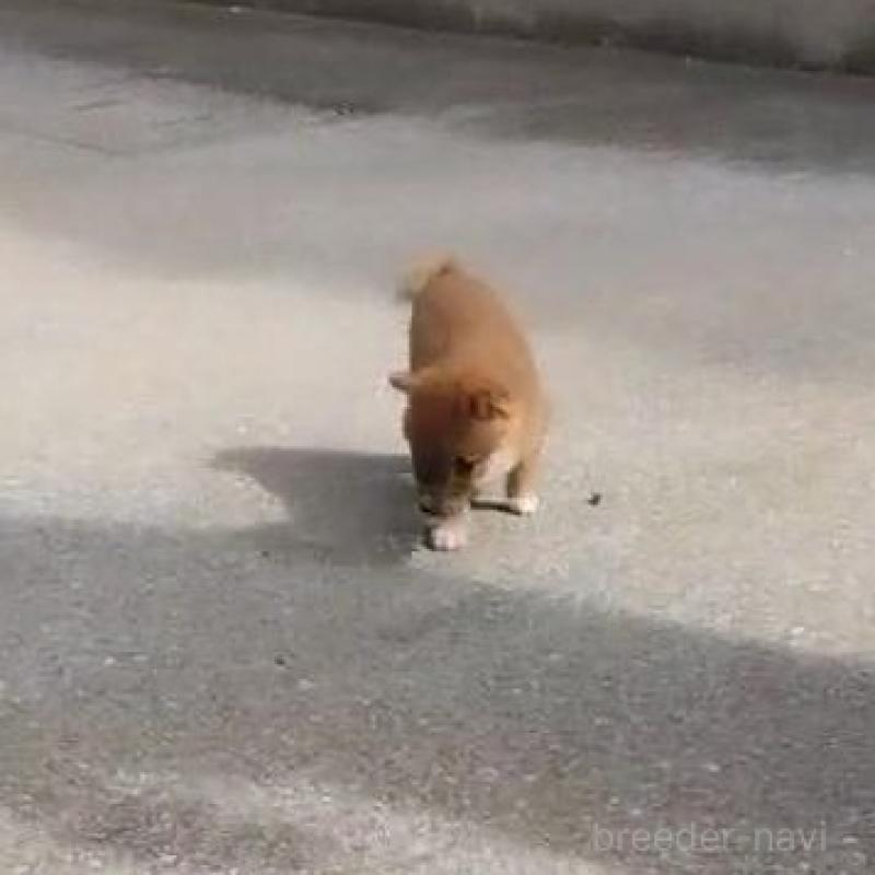 販売中の福岡県の豆柴-418906の6枚目