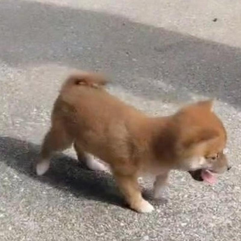 販売中の福岡県の豆柴-418906の4枚目