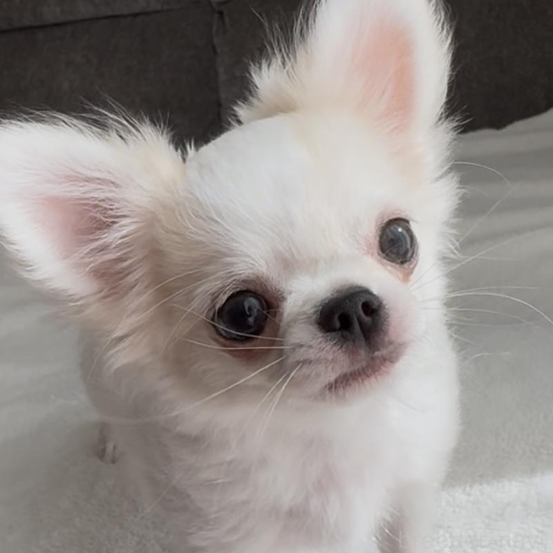 販売中の福岡県のチワワ(ロングコート)-404074の6枚目