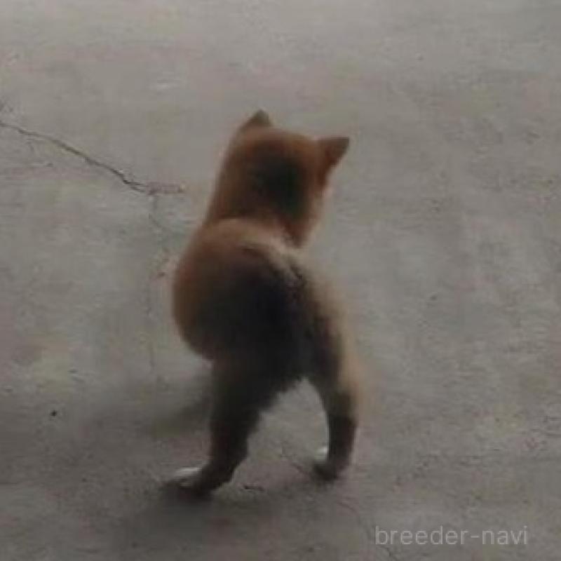 販売中の福岡県の豆柴-418906の3枚目