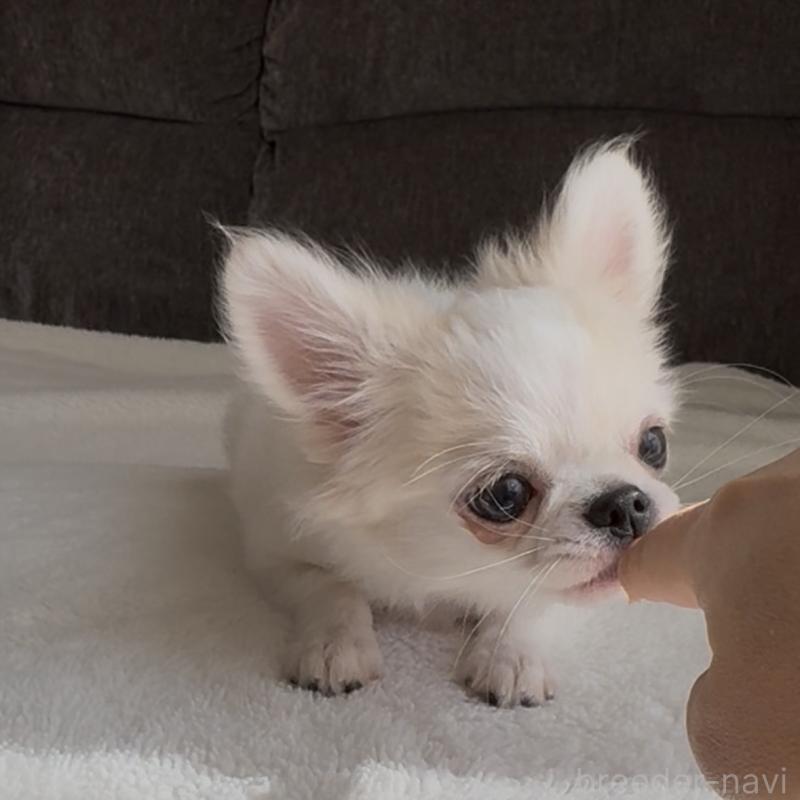 販売中の福岡県のチワワ(ロングコート)-404074の5枚目