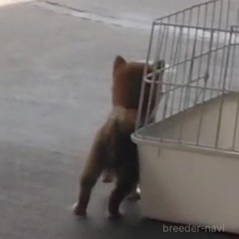 販売中の福岡県の豆柴-418906の2枚目