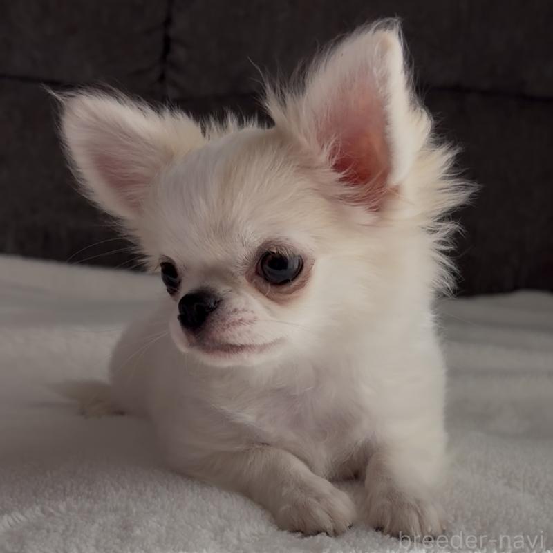 販売中の福岡県のチワワ(ロングコート)-404074の4枚目