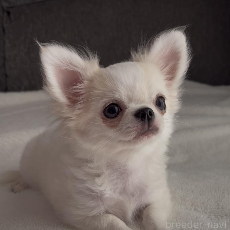 販売中の福岡県のチワワ(ロングコート)-404074の3枚目