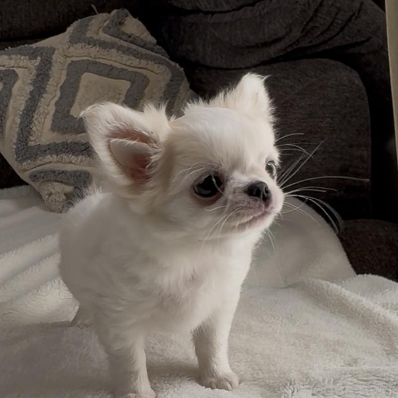 販売中の福岡県のチワワ(ロングコート)-404074の2枚目