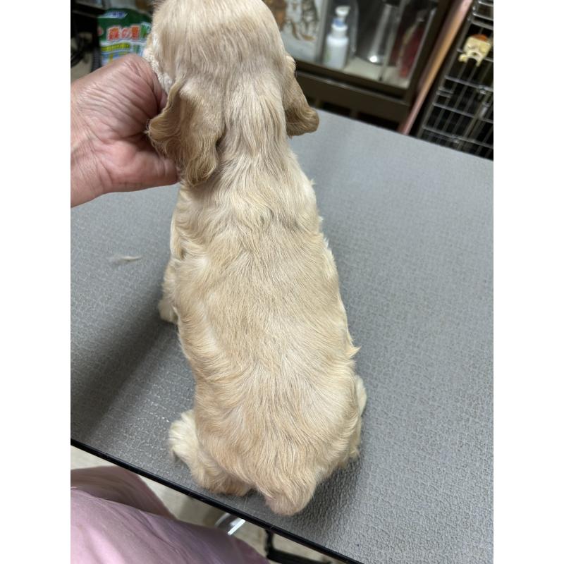 販売中の鹿児島県のアメリカンコッカースパニエル-419026の3枚目