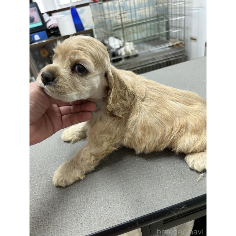 販売中の鹿児島県のアメリカンコッカースパニエル-419028の4枚目