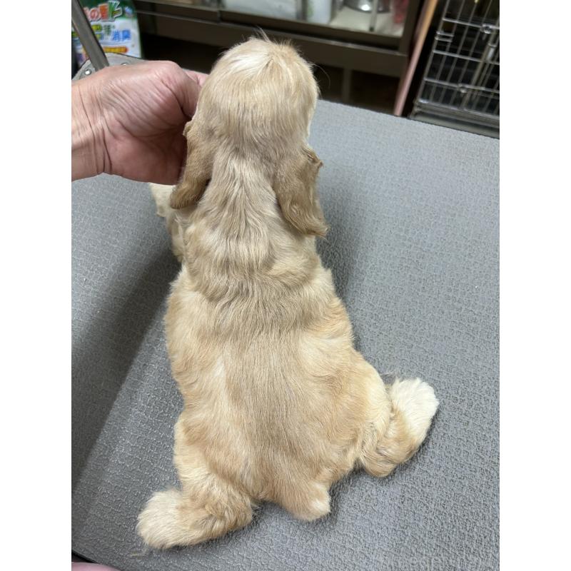 販売中の鹿児島県のアメリカンコッカースパニエル-419028の3枚目