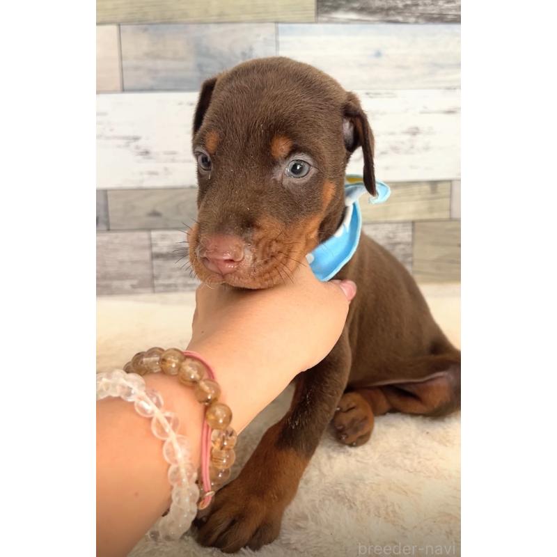 成約済の茨城県のドーベルマン-417236の5枚目