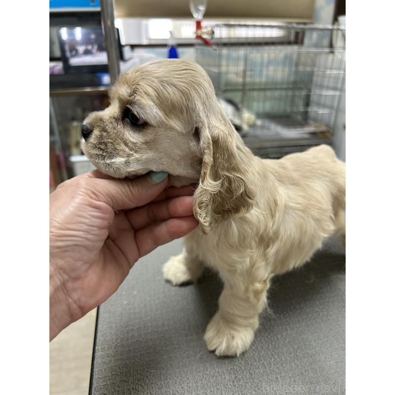 販売中の鹿児島県のアメリカンコッカースパニエル-419029の4枚目