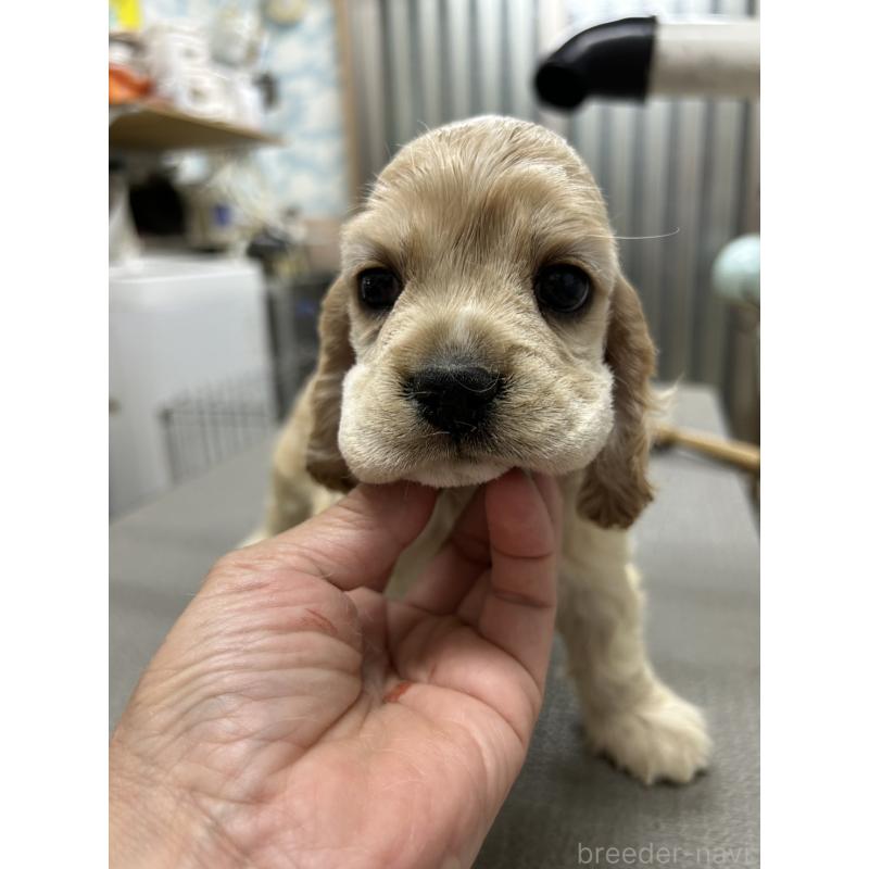 販売中の鹿児島県のアメリカンコッカースパニエル-419029の2枚目