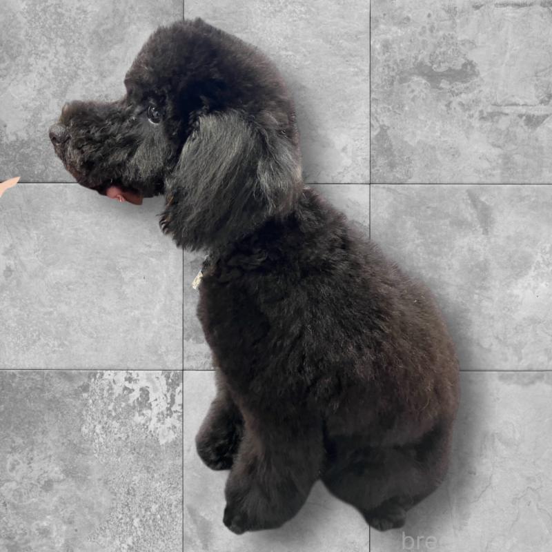 成約済の愛媛県のタイニープードル-408543の2枚目