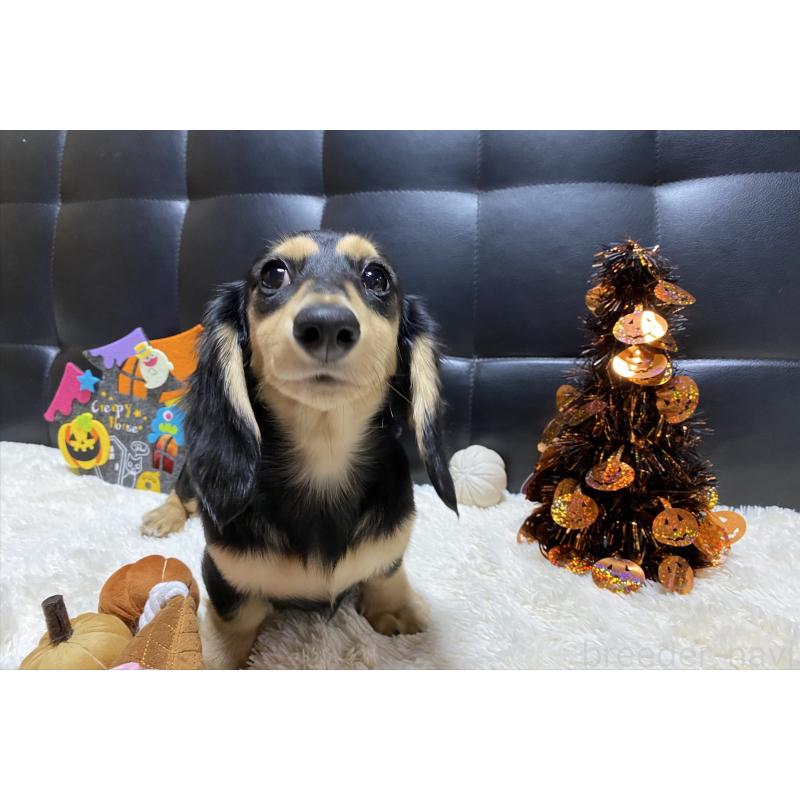 成約済の岐阜県のミニチュアダックスフンド(ロングヘアード)-392088の5枚目