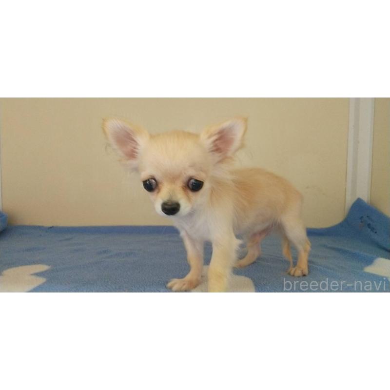 販売中の愛知県のチワワ(ロングコート)-382293の5枚目