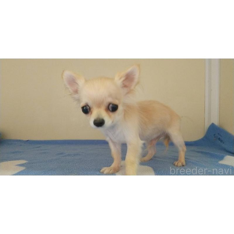 販売中の愛知県のチワワ(ロングコート)-382293の1枚目