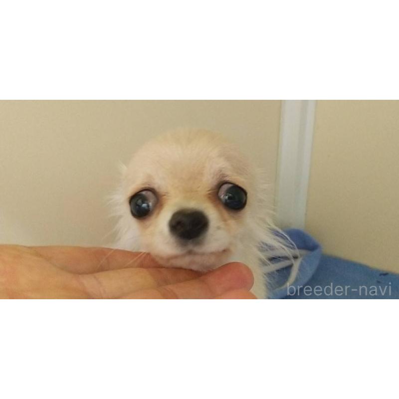 販売中の愛知県のチワワ(ロングコート)-382293の4枚目