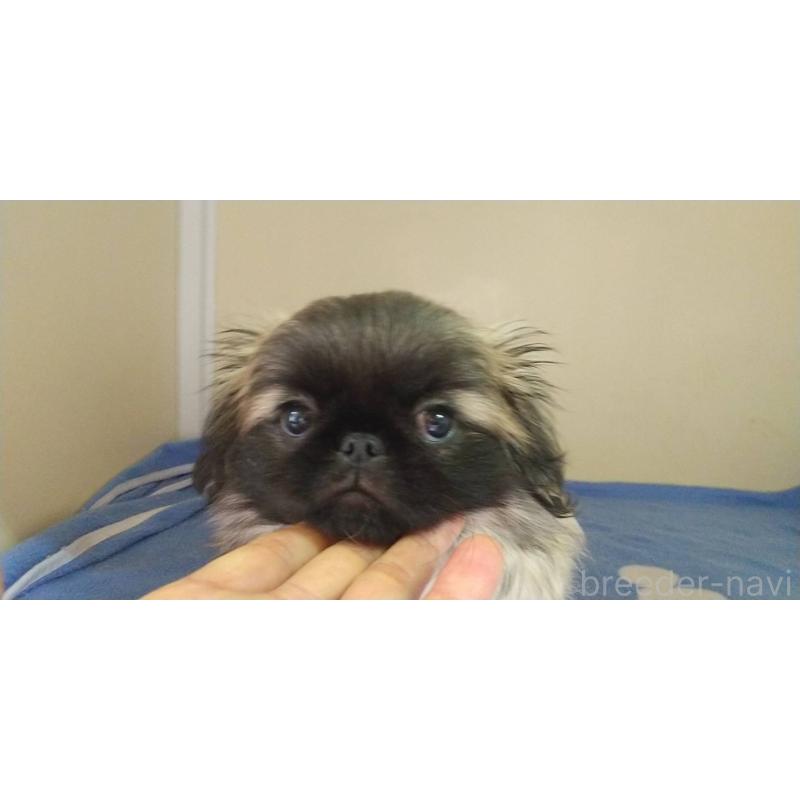 販売中の愛知県のペキニーズ-403733の20枚目