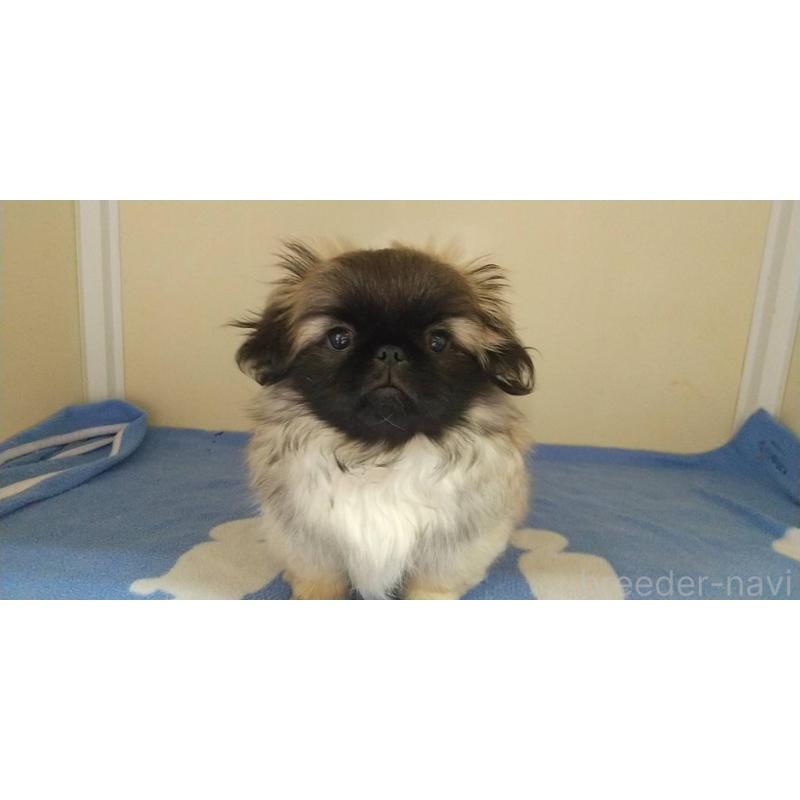 販売中の愛知県のペキニーズ-403733の17枚目