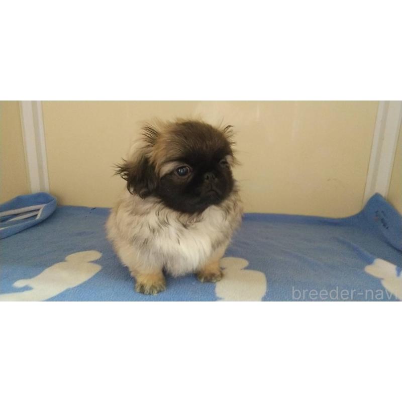 販売中の愛知県のペキニーズ-403733の16枚目