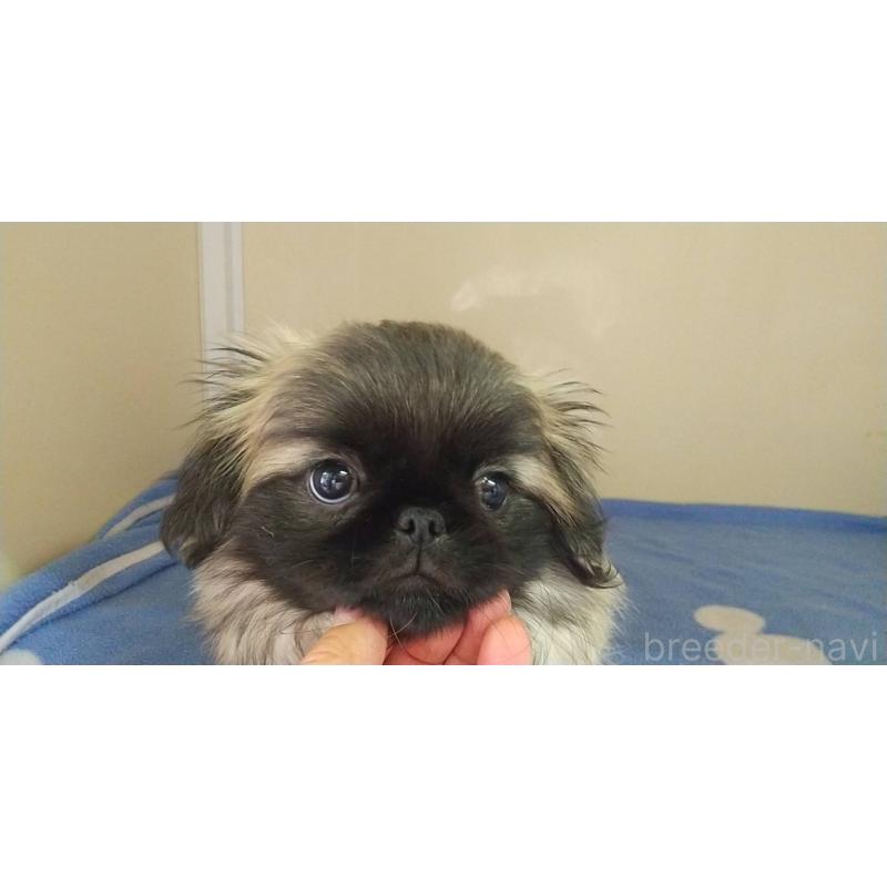 販売中の愛知県のペキニーズ-403733の15枚目