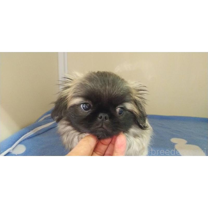 販売中の愛知県のペキニーズ-403733の14枚目