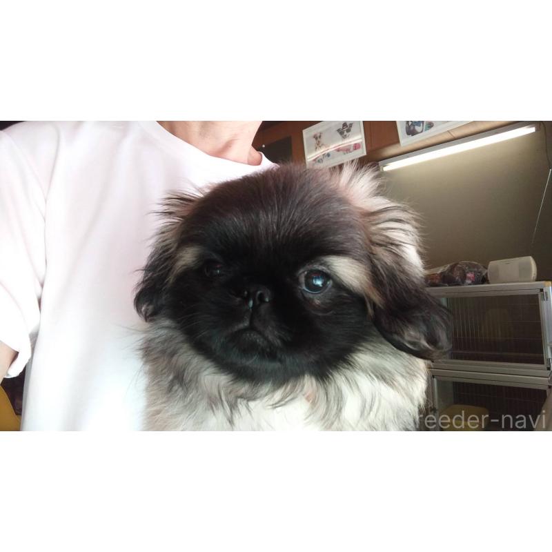 販売中の愛知県のペキニーズ-403733の12枚目