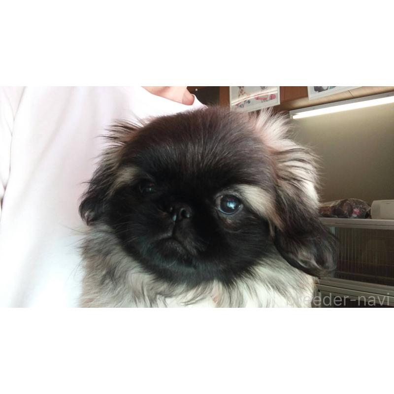 販売中の愛知県のペキニーズ-403733の11枚目