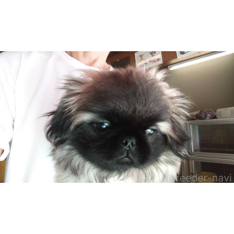 販売中の愛知県のペキニーズ-403733の10枚目
