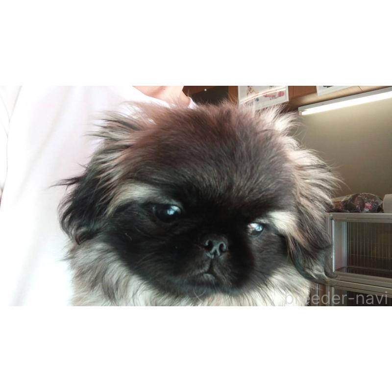 販売中の愛知県のペキニーズ-403733の9枚目