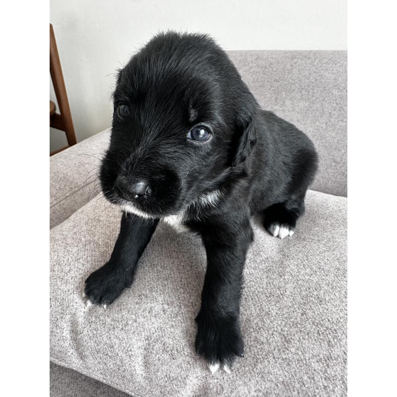 販売中の栃木県のミックス犬-419057の5枚目