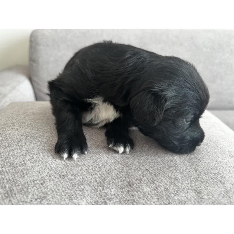 販売中の栃木県のミックス犬-419057の3枚目
