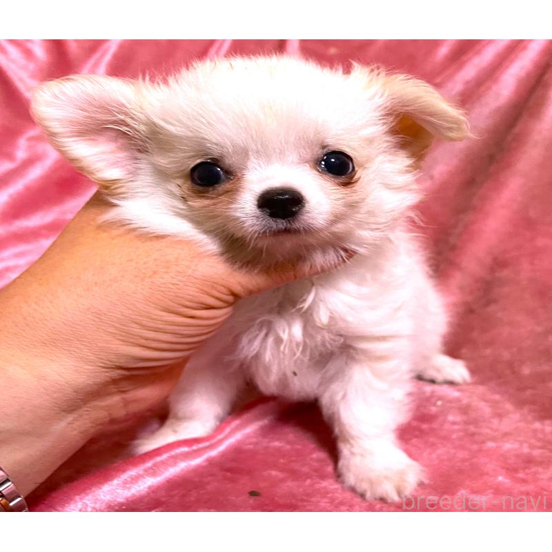 商談中の大阪府のチワワ(ロングコート)-419050