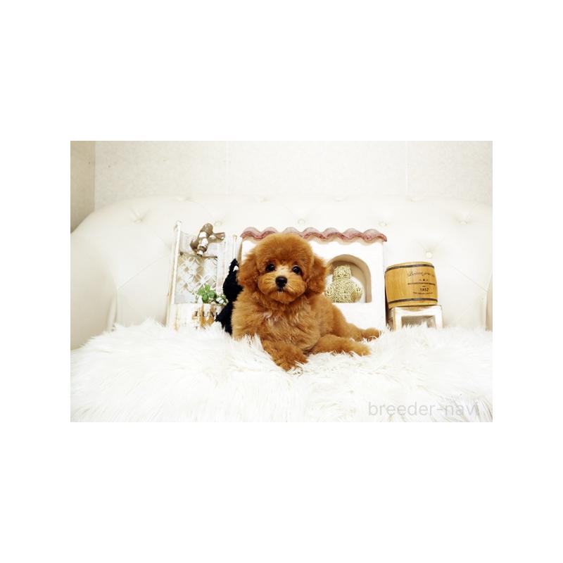 成約済の佐賀県のトイプードル-413849の3枚目