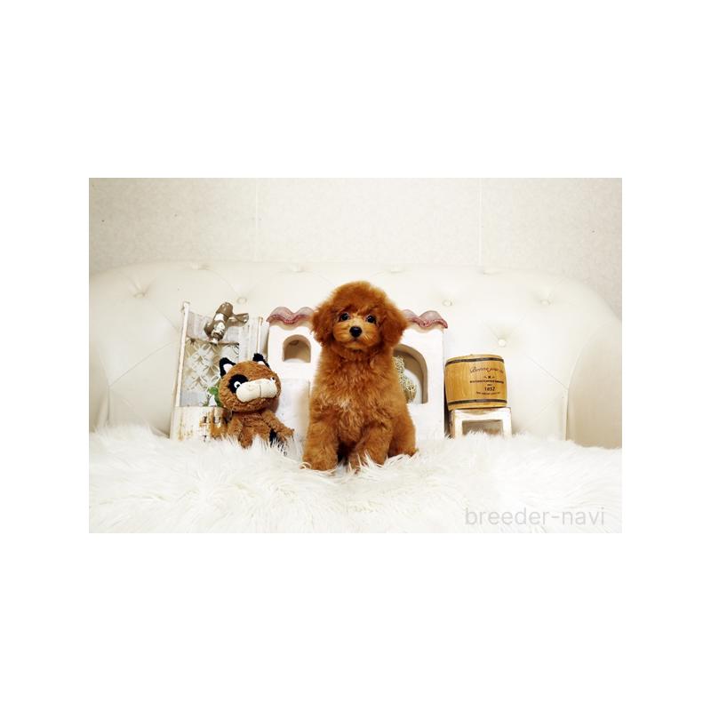 販売中の佐賀県のトイプードル-413850の5枚目