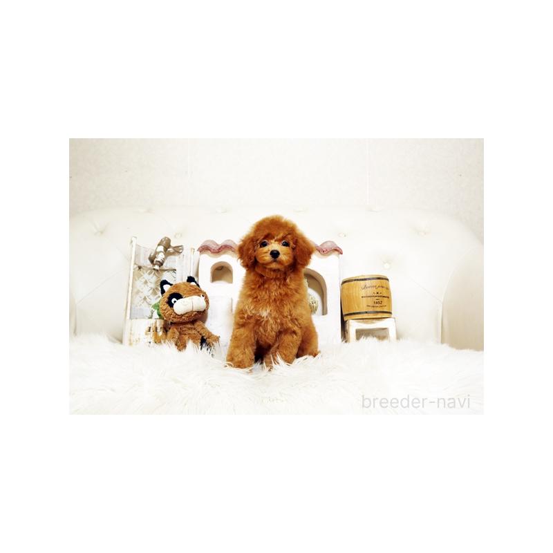 販売中の佐賀県のトイプードル-413850の4枚目