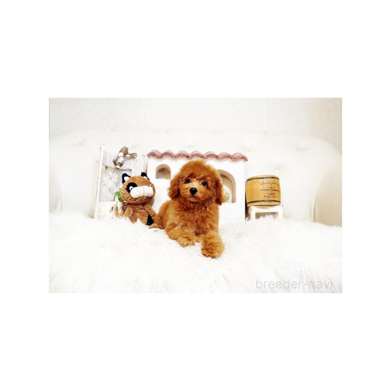 販売中の佐賀県のトイプードル-413850の3枚目