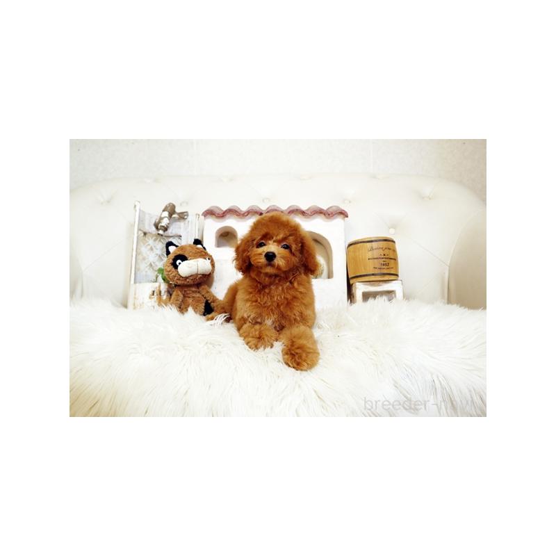 販売中の佐賀県のトイプードル-413850の2枚目