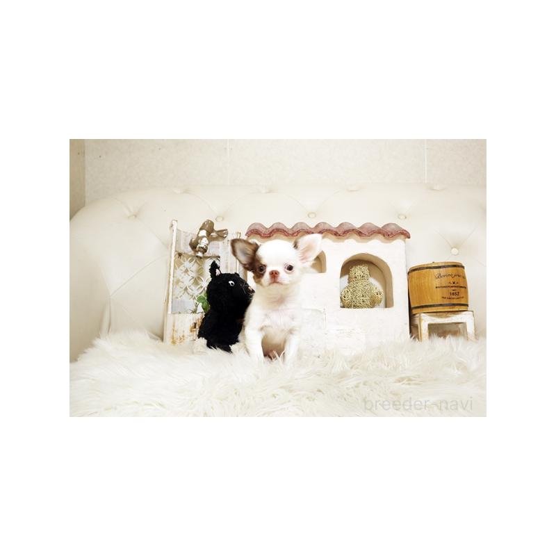 販売中の佐賀県のチワワ(ロングコート)-413331の4枚目