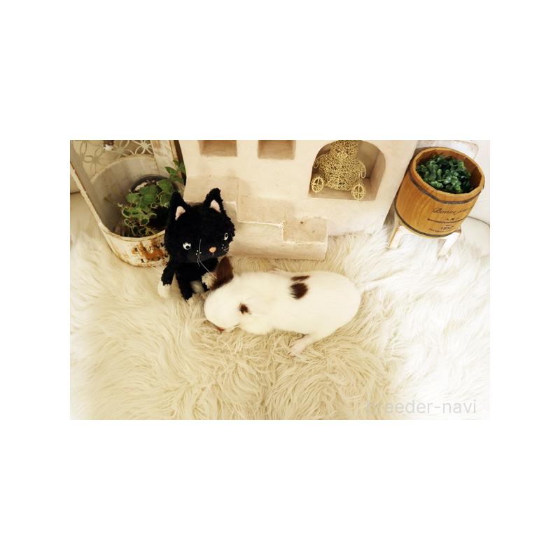 販売中の佐賀県のチワワ(ロングコート)-413331の2枚目