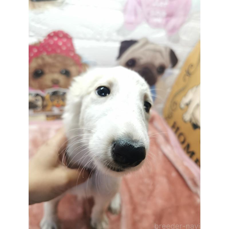 販売中の茨城県のボルゾイ-419051の3枚目