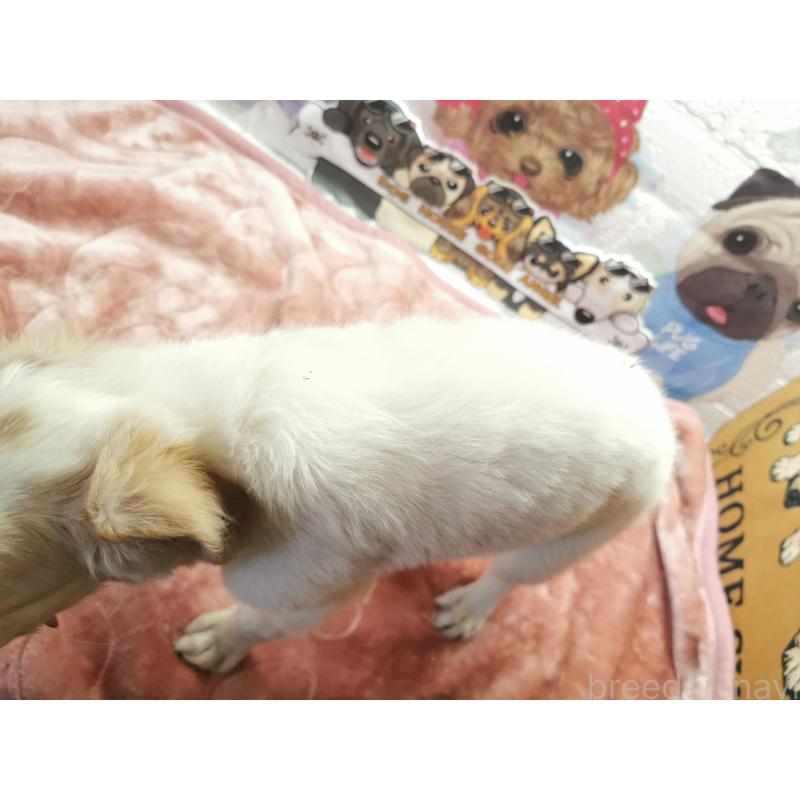 販売中の茨城県のボルゾイ-419052の5枚目