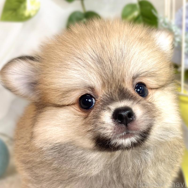 成約済の滋賀県のポメチワ:ポメラニアン×チワワ-417569の1枚目