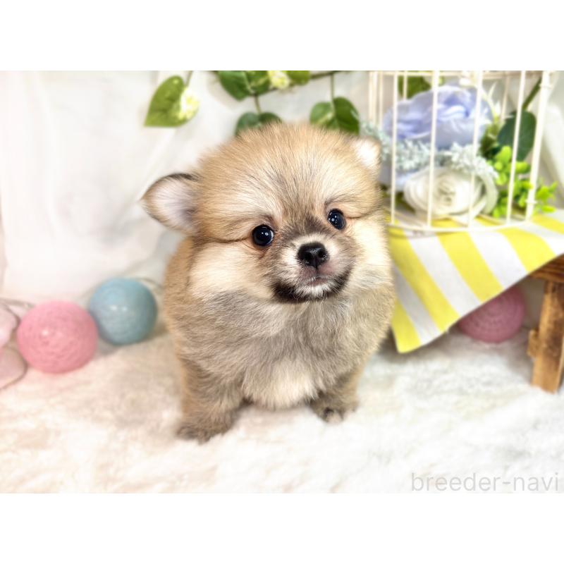 成約済の滋賀県のポメチワ:ポメラニアン×チワワ-417569の4枚目