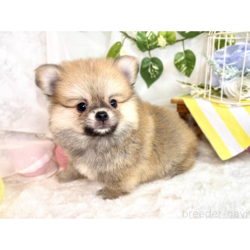 成約済の滋賀県のポメチワ:ポメラニアン×チワワ-417569の3枚目