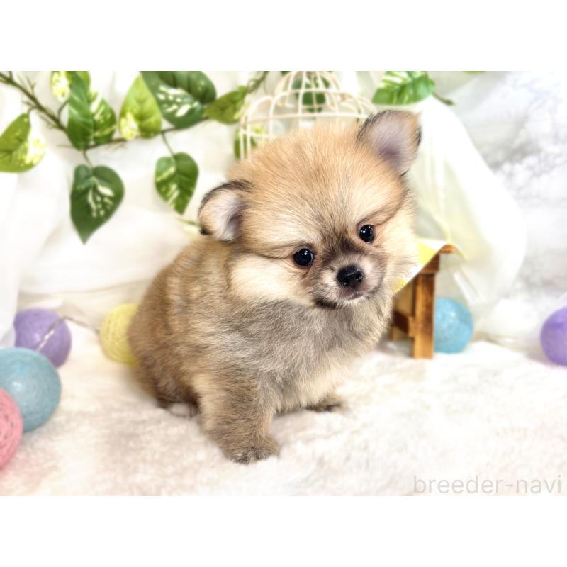 成約済の滋賀県のポメチワ:ポメラニアン×チワワ-417569の2枚目