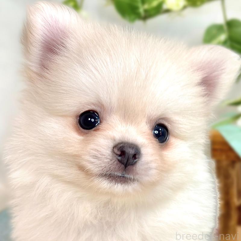 成約済の滋賀県のポメチワ:ポメラニアン×チワワ-417570の1枚目