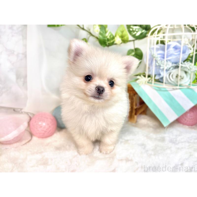 成約済の滋賀県のポメチワ:ポメラニアン×チワワ-417570の4枚目